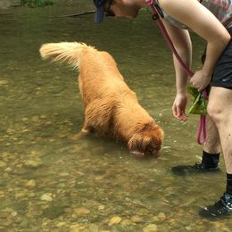 Golden Retriever All Grown Up from Firefly Cottage Golden Retrievers