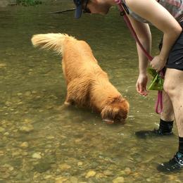 Golden Retriever All Grown Up from Firefly Cottage Golden Retrievers