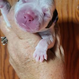 Male 5 - White and brindle male American Bulldog puppy in Xenia, Ohio from Bingham's Bulldogs LLC