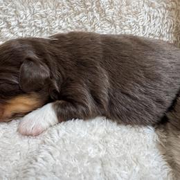 Jameson- red tri male - Red tri male Miniature Australian Shepherd puppy in Chino Valley, Arizona from Perkins Mini/Toy Aussies