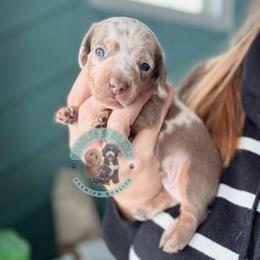 Smooches - Dapple male Dachshund puppy in Marion, Ohio from Doodles & Doxies
