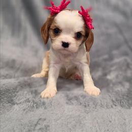 Harriet - Blenheim female Cavalier King Charles Spaniel puppy in Romeoville, Illinois from KonopkaKennelsLLC