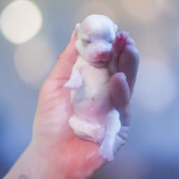 Woody - White male Maltese puppy in Belleville, Michigan from Michigan Maltese Puppies