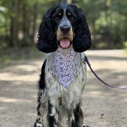 Breyer - English Springer Spaniel