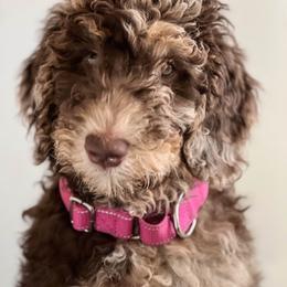 Magenta Girl - Merle female Goldendoodle puppy in North Carolina from Redbud Farm
