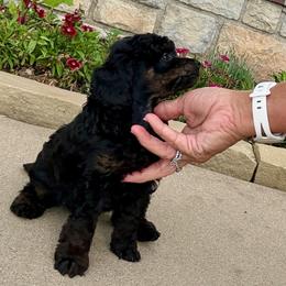 Baker - Phantom male Poodle puppy in Sperry, Oklahoma from PuppyLove Poodles