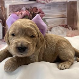 Lavender - Cream female Goldendoodle puppy in The Woodlands, Texas from Gracie's Goldendoodles and Bernedoodles