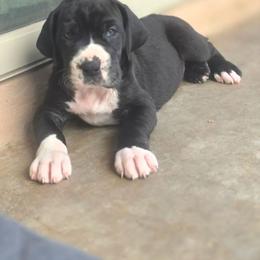 Mantle female - Mantle female Great Dane puppy in Gig Harbor, Washington from Lakaya Danes