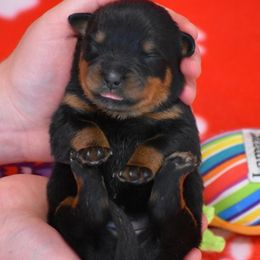 Dinah - Black and mahogany female Rottweiler puppy in Catawissa, Pennsylvania from Sharp Ridge Rottweilers