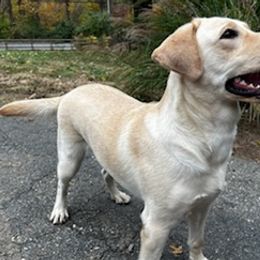 Labrador Retrievers from Old Line Labradors