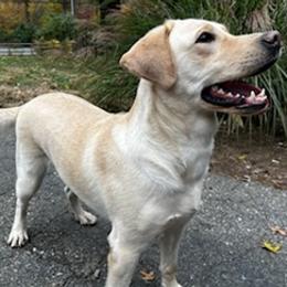 Labrador Retrievers from Old Line Labradors