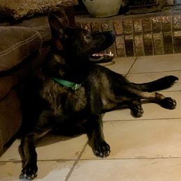 Hattie - German Shepherd