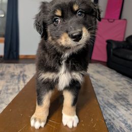 J.T. - Black tri-color male Australian Shepherd puppy in Elverson, Pennsylvania from Blosenski Aussies