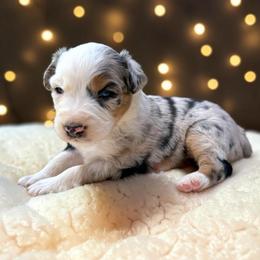 Zephyr - Blue merle male Australian Shepherd puppy in Statesville, North Carolina from Charming Australian Shepherds