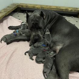 Cane Corso Puppies from Hazel’s House of Cane Corso