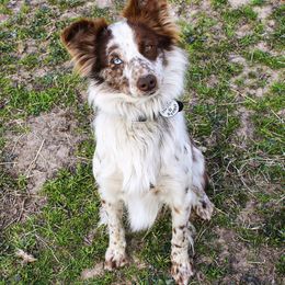 Australian Cattle Dog, Australian Shepherd, Companion Cross, and Miniature Australian Shepherd Puppies from MK Aussies