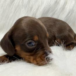 Boy 2 - Chocolate and tan male Dachshund puppy in Montrose, Michigan from Livy’s Doodles