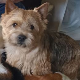 Shawny - Norwich Terrier