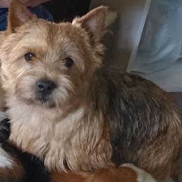 Shawny - Norwich Terrier