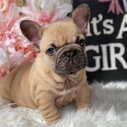 Milka - French Bulldog