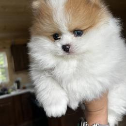 Blaze - Beaver male Pomeranian puppy in Grain Valley, Missouri from Doc’s Little Poms
