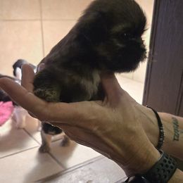 Brown male Loddypop - Sable male Shih Tzu puppy in Lebanon, Missouri from Anna's Babies in the Midwest