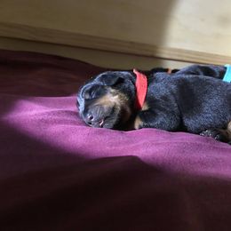 Rottweiler Puppies from Vom Gryphonberg