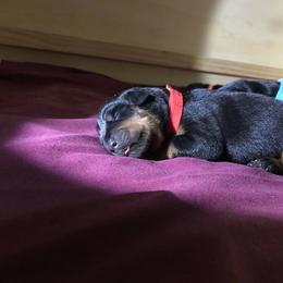 Rottweiler Puppies from Vom Gryphonberg