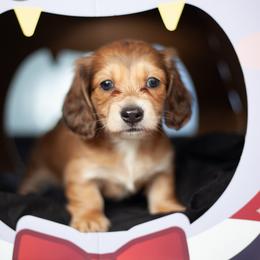 Ham - Cream female Dachshund puppy in Perry, Florida from EntityDachs