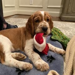 Welsh Springer Spaniel Puppies from Statesman Welsh Springer Spaniels