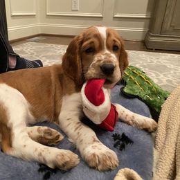 Welsh Springer Spaniel Puppies from Statesman Welsh Springer Spaniels