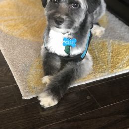 Aussiedoodle All Grown Up from Nellie’s AussieDoodles