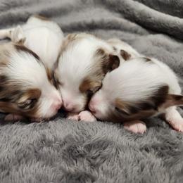 Miniature Australian Shepherd Puppies from Sunshine Mini Aussies