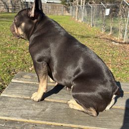 Nellie Mae - French Bulldog