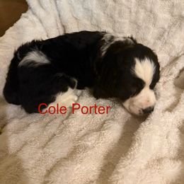 English Springer Spaniel All Grown Up from Lynn Bee Avenue