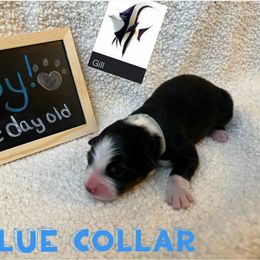 Australian Shepherd Puppies from Kayla's Aussies