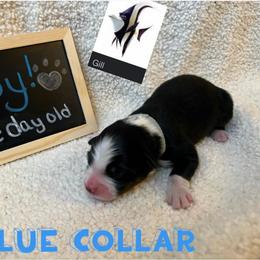 Australian Shepherd Puppies from Kayla's Aussies