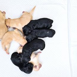 Titan - Black male Labrador Retriever puppy in Roaring Spring, Pennsylvania from Briar Hill Labradors PA 12145