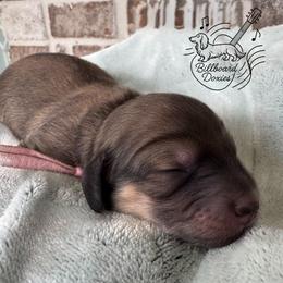 Girl 1 - Cream female Dachshund puppy in Pulaski, Tennessee from Billboard Doxies