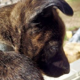 Dutch Shepherds from Ziva's Legacy Dutch Shepherds