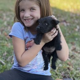 Scottish Terrier Puppies from Heart of America Scotties