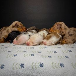 Dachshund and Great Dane Puppies from CarolinaDachshunds