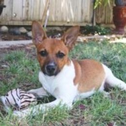 Mr C - Red white and sable male Rat Terrier puppy in Mariposa, California from Usona Rat Terriers