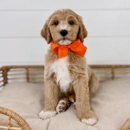 Almond Cluster - Orange Collar - Apricot male Goldendoodle puppy in The Woodlands, Texas from Golden Fields Doodles