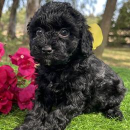 Yellow Collar - female Cavapoochon puppy in Waterford, California from Windy Hill Doodles