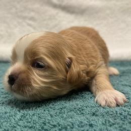 Boy 2 - Gold and white male Shih Tzu puppy in Mobile, Alabama from FluffyTail Shih Tzu