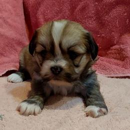 Girl S2 - Golden female Lhasa Apso puppy in Norman, Oklahoma from Steve's Puppies