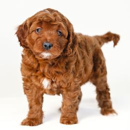 Lady - Red Cavapoo puppy in Slc, Utah from Timp Doodles