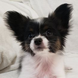 Papillon Puppies from Penny Willow Papillons