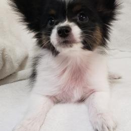 Papillon Puppies from Penny Willow Papillons